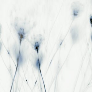 Petals