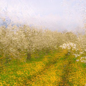 Dreams Of Spring
