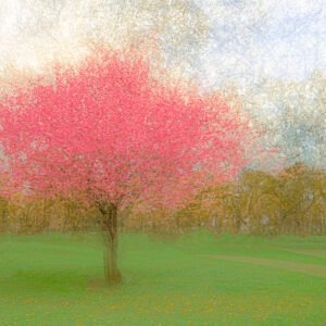 Rooted in Joy