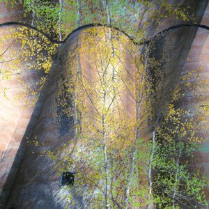 Rust And Roots
